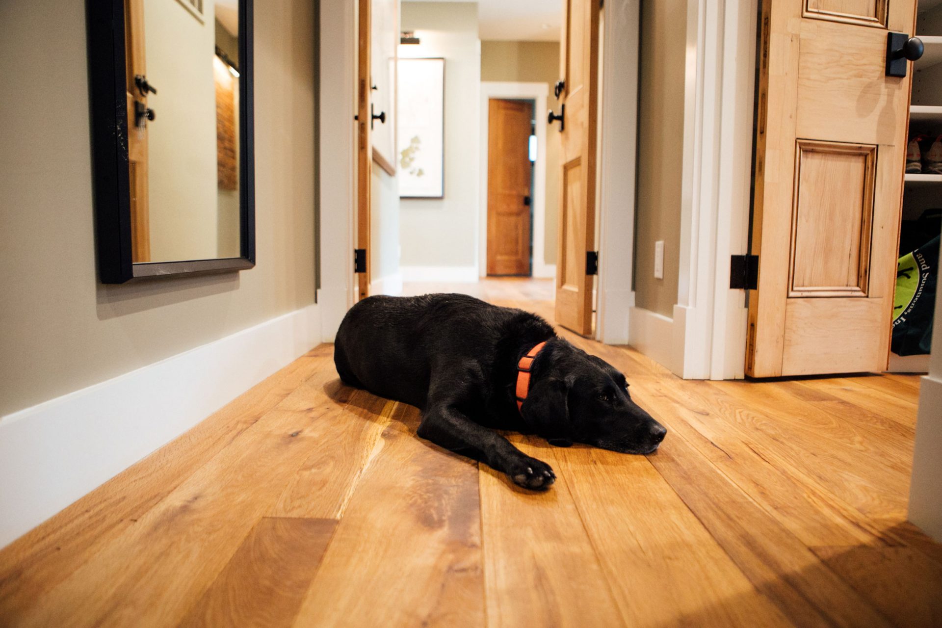 Fumed Live Sawn White Oak floors image with friendly dog