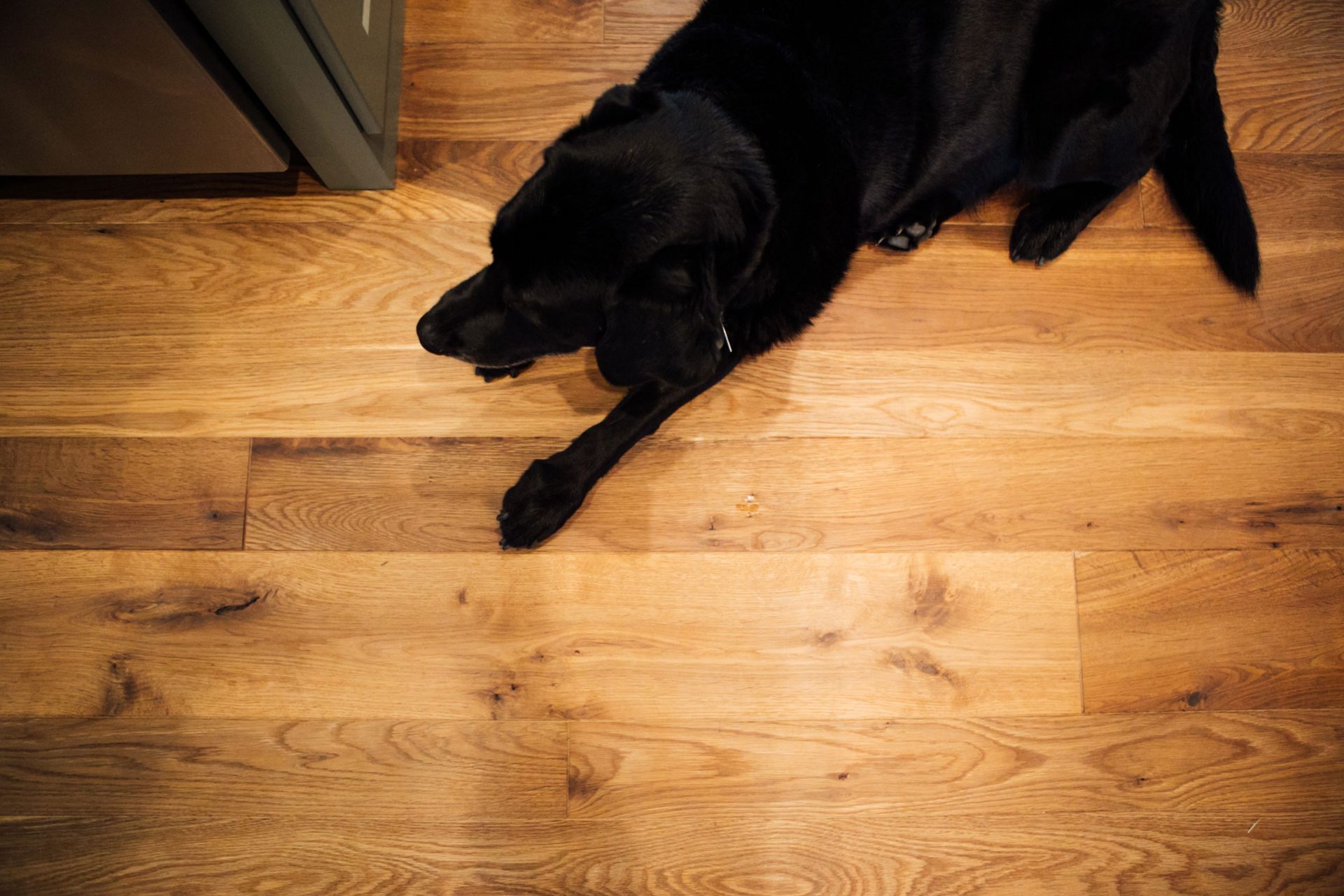 Hallway with wood flooring image by Cochran's Lumber 2 with Black Lab dog